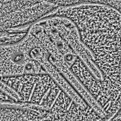 Proximal end, 10-pixel radius histogram equalization.