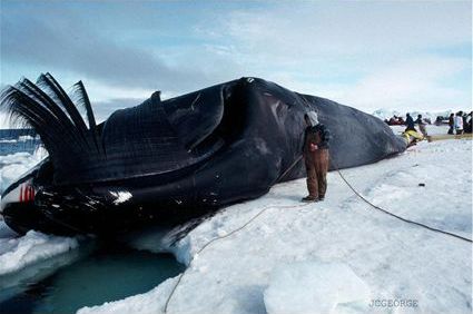 Bowhead whale from www.afsc.noaa.gov.