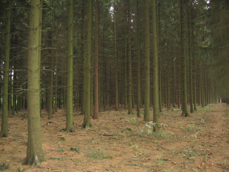 Straight rows of pine trees in the Ardennes Forest.