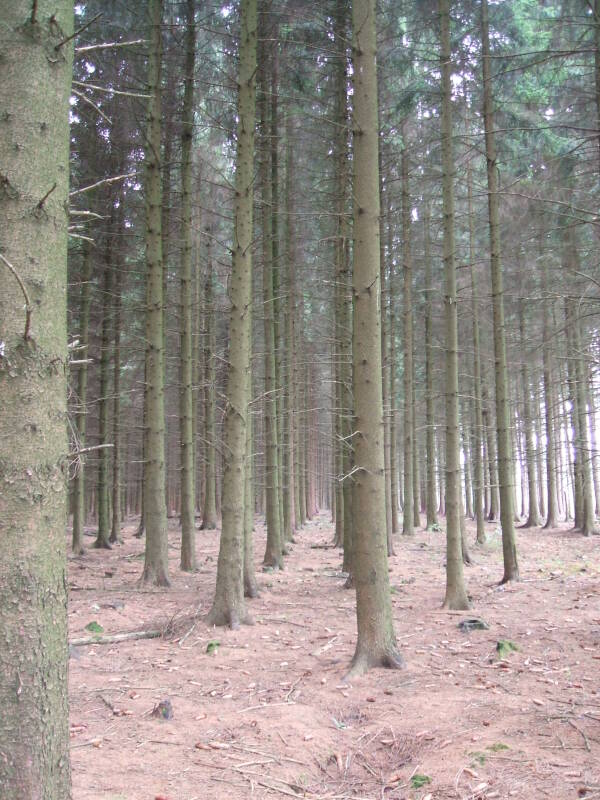 Straight rows of pine trees in the Ardennes Forest.