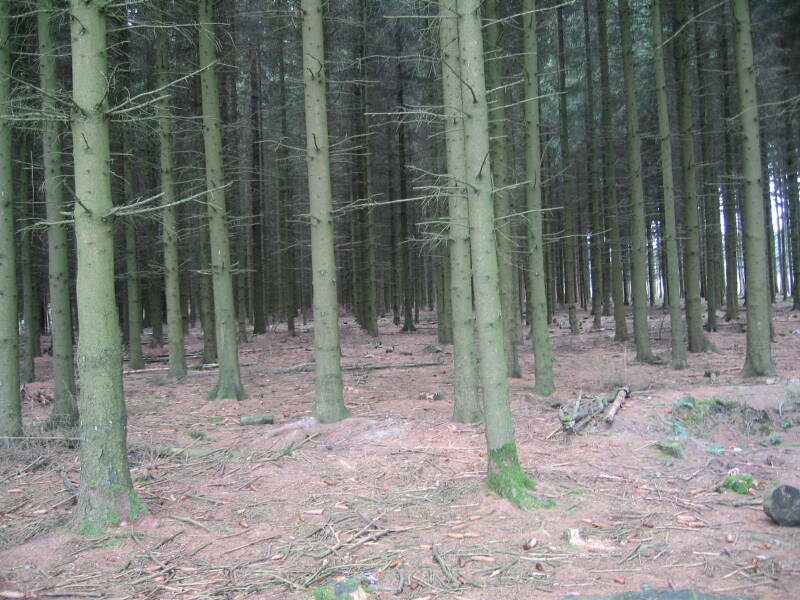 Foxholes and pine trees at the edge of Bois Jacques, site of the Battle of the Bulge in the Ardennes Forest.