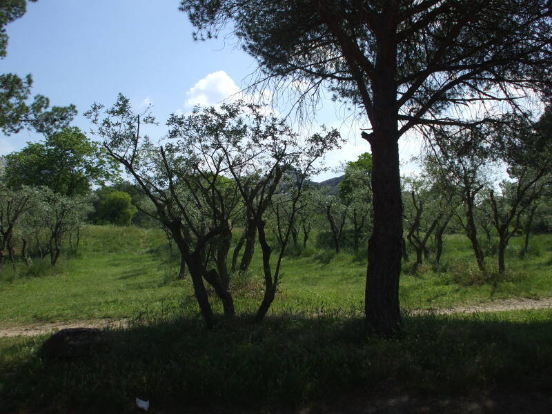 Olive orchards painted by Vincent Van Gogh at the Maison de Santé St-Paul in St-Rémy-de-Provence.