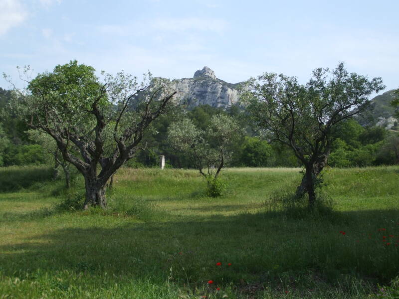 Olive orchards painted by Vincent Van Gogh at the Maison de Santé St-Paul in St-Rémy-de-Provence.