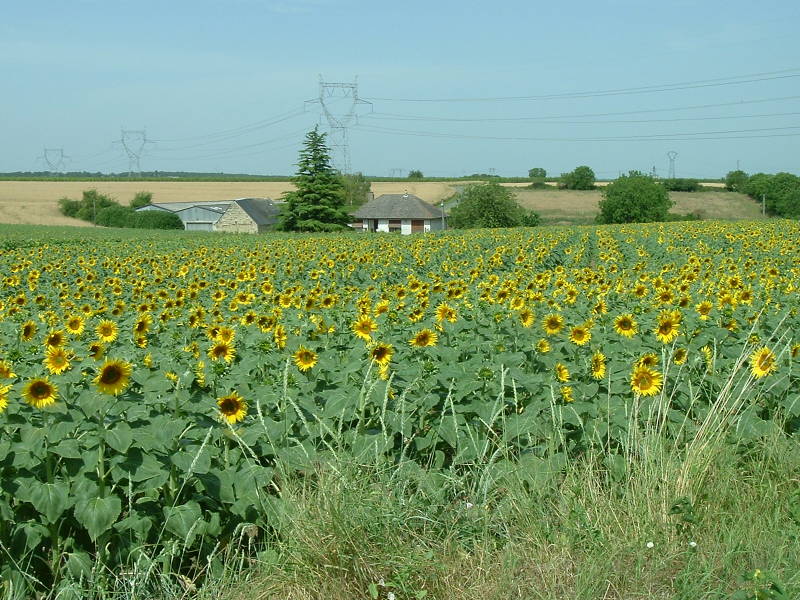Sunflowers near Monsoreau along the Loire river.