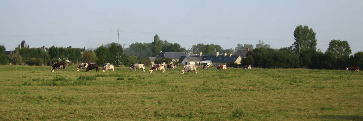 Normandy dairy cattle producing the milk used to make Norman cheese and butter.