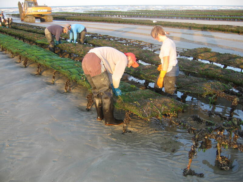 Monthly oyster bed work on Utah Beach. Many steel frames holding mesh bags filled with oysters. Being turned by young French workers.