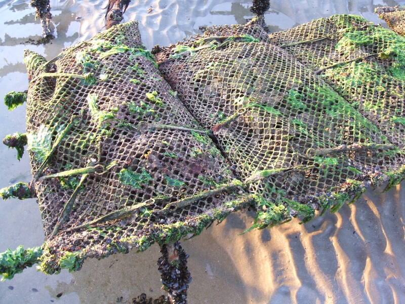 Monthly oyster bed work on Utah Beach. Detail of a steel frame holding a mesh bag filled with oysters.
