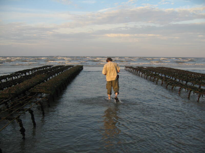 The low-water line on Utah Beach, looking inland through the oyster farm.