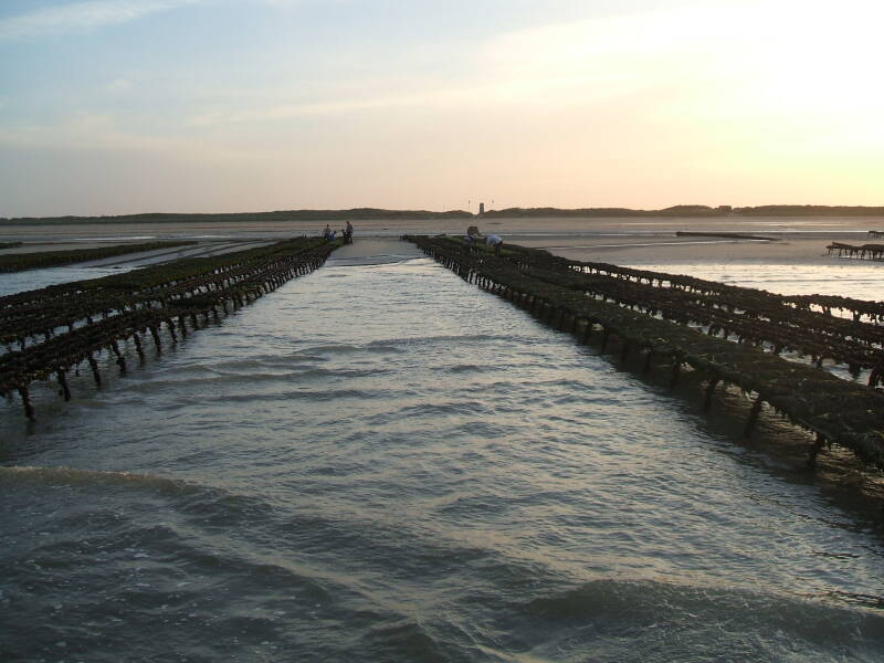 Looking toward the beach from the low-water line on Utah Beach. Several long rows of oyster beds on either side.
