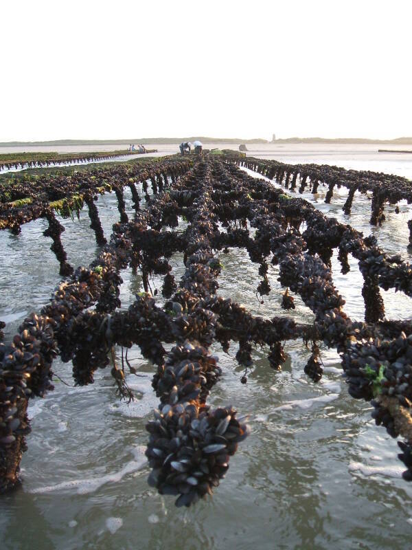 Looking toward the beach from the low-water line on Utah Beach. Unused oyster frames covered with mussels in the foreground.