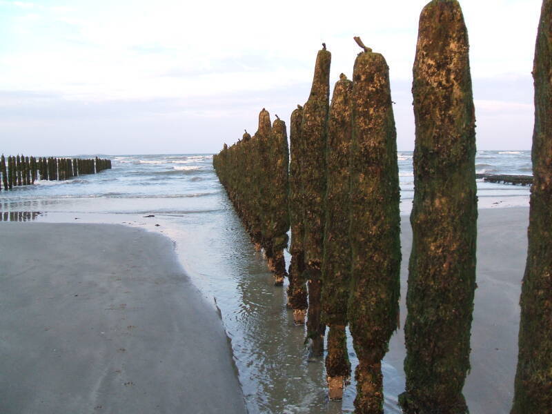 Moules-poles, mussel poles on Utah Beach.  Several long rows of a mussel farm.