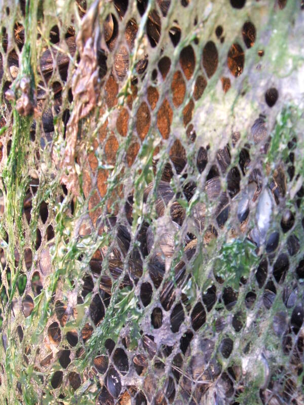 A close view of a moule-pole, or mussel pole, on Utah Beach.