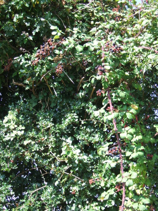 Blackberries growing along the road between Utah Beach and Sainte-Mère-Église.