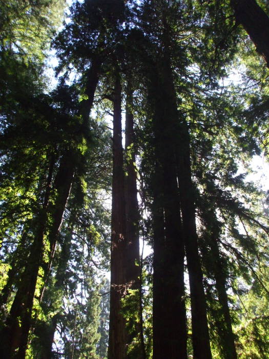 California redwood trees in Muir Woods.
